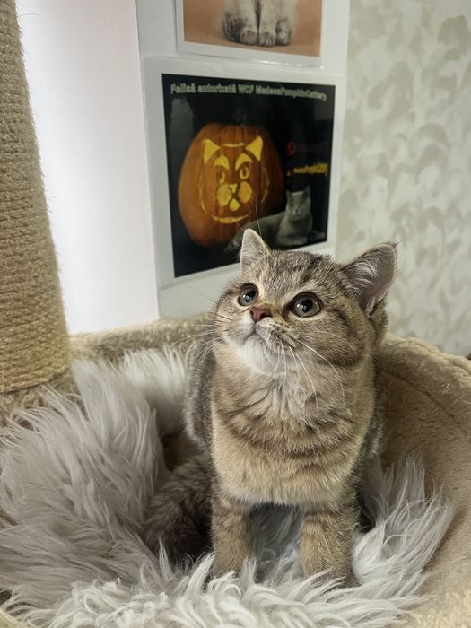 British shorthair golden shaded