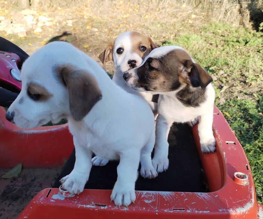 Продавам Джак Ръселчета