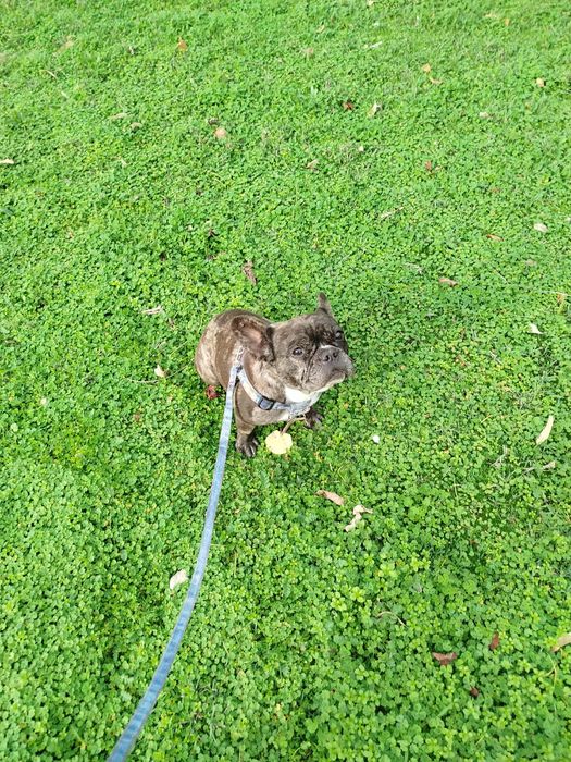 Продава се женска от породата. Френски булдог