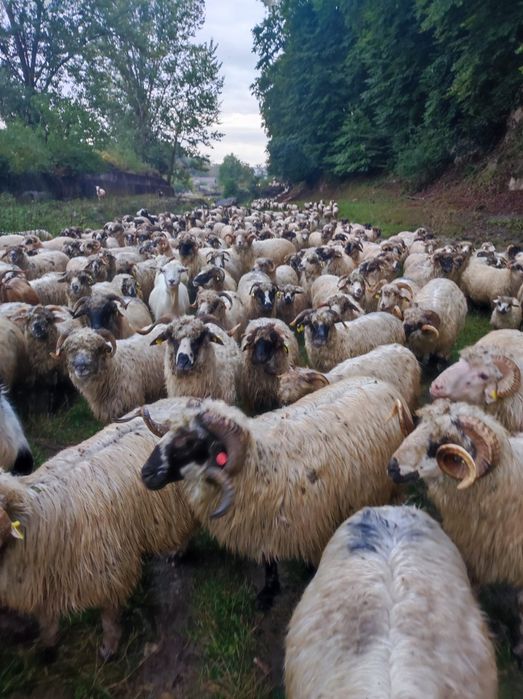 Oi grase de vânzare