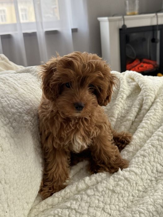 Кавапу момче на 3 месеца