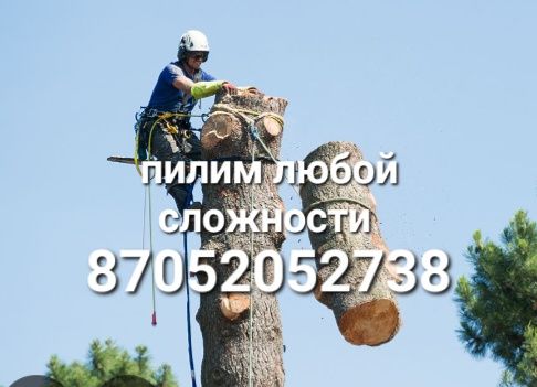 Спилить. Спил. Спилим. Пилим деревья