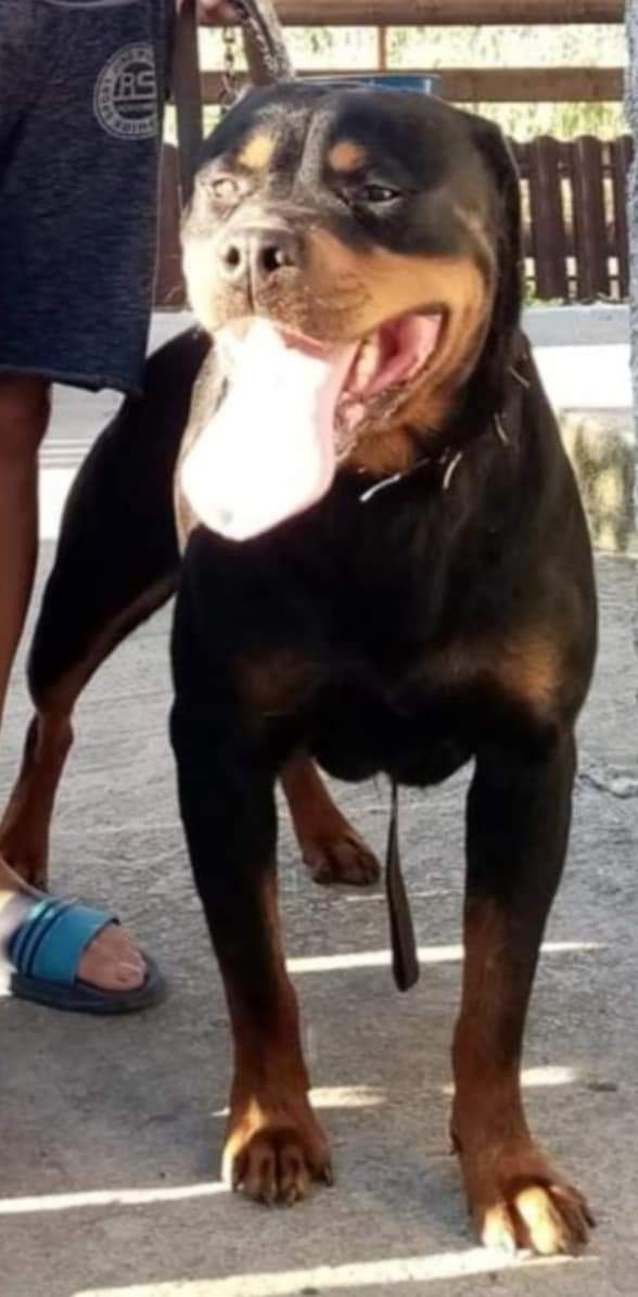 Masculi rottweileri