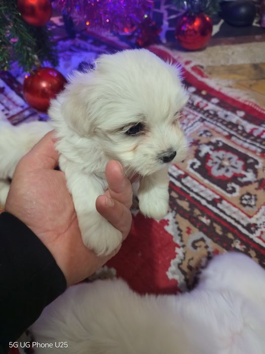 Малтийска болонка - малки пухени сладурчета