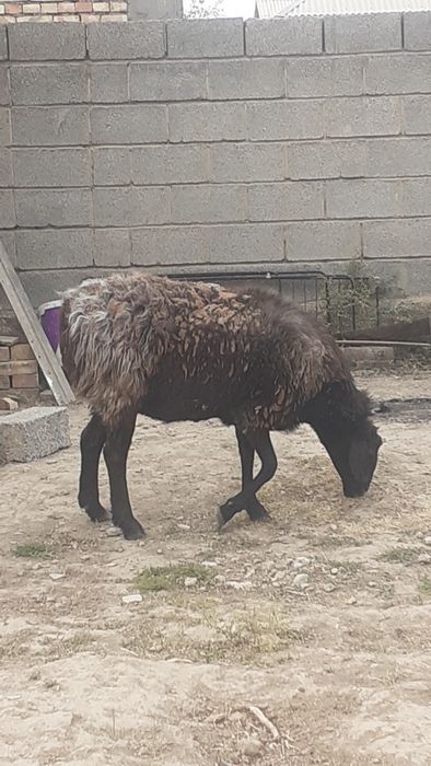 Қоилар сатылады жемде тұрған