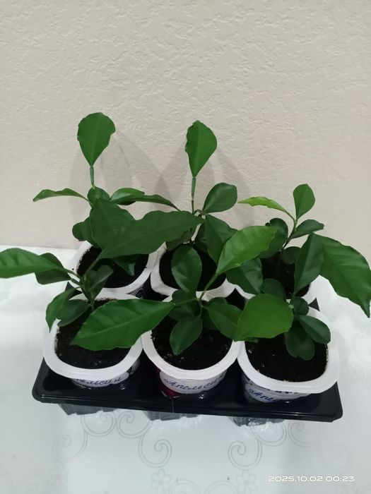 Комнатные растения. Ростки апельсина.