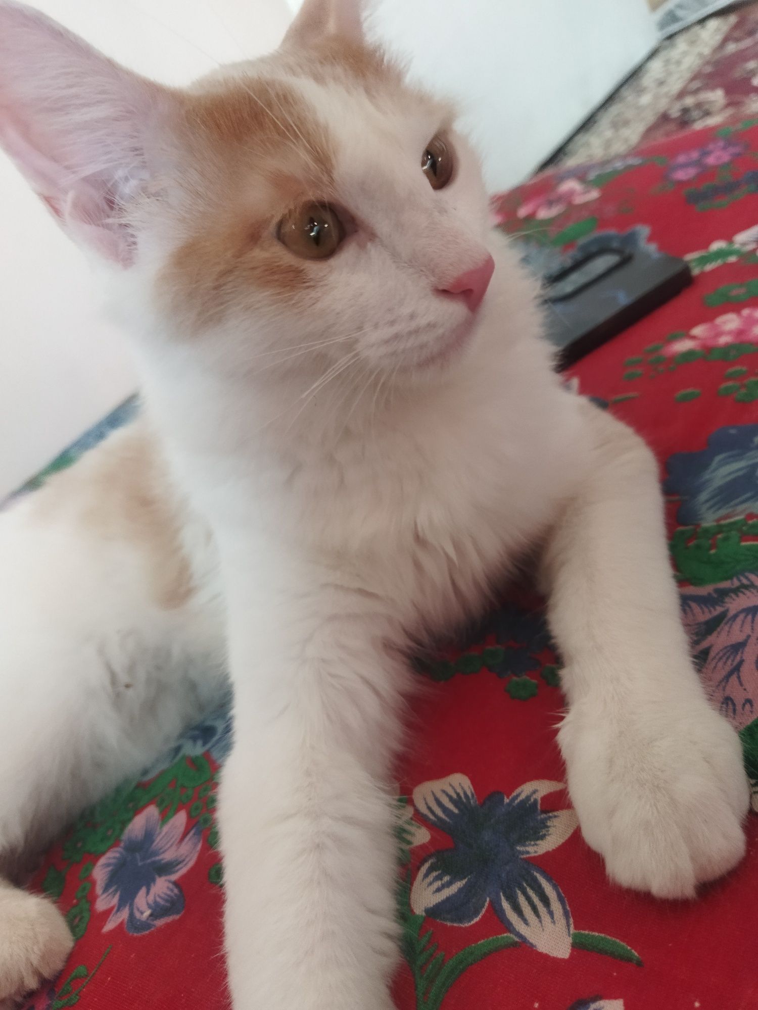 Mushuk sotiladi ozoda toza mushuk