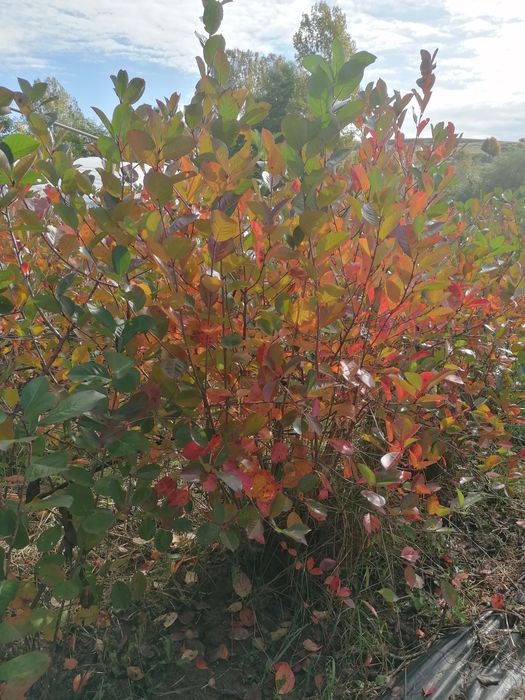 Vând puieți de aronia