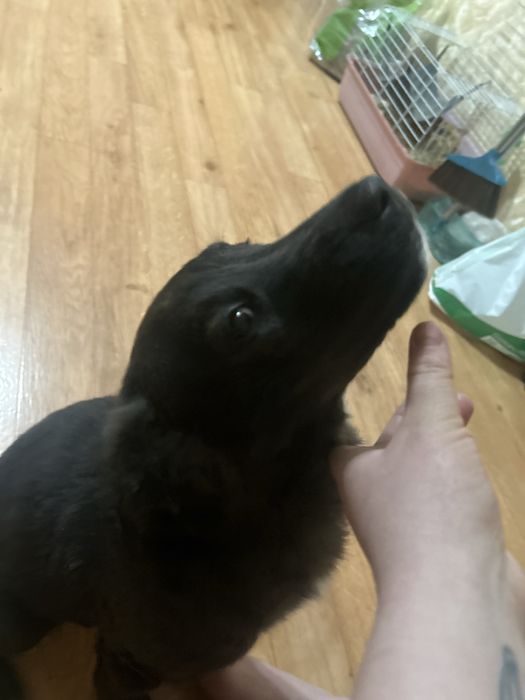 Отдам в добрые руки щенка