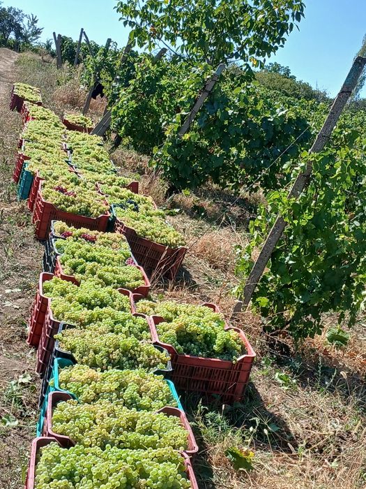 Struguri de vin producție 2025