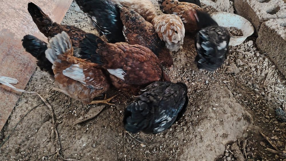 Курицы подросток 6 месяцев