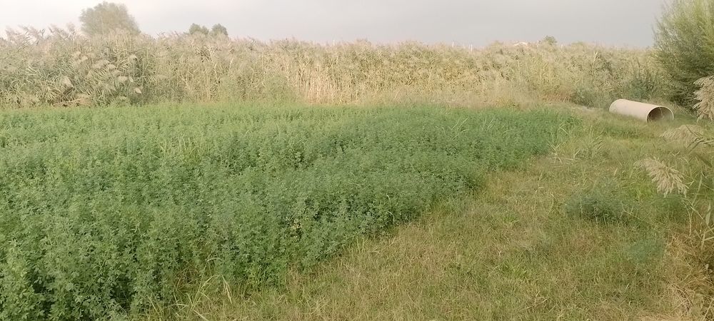 Молхона колхоза.