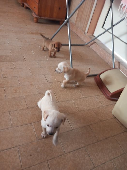 Чихупинчери. Три момчета.