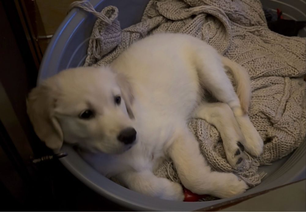 Golden Retriever fetita