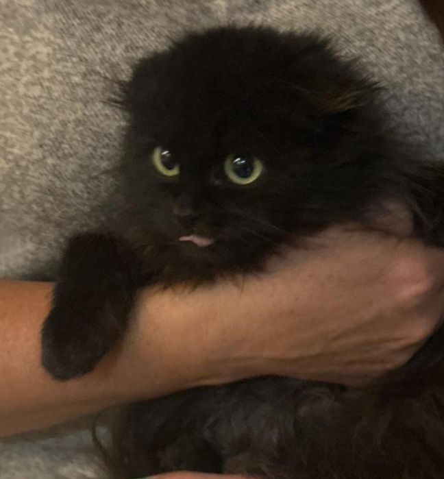 Продам.   котенка