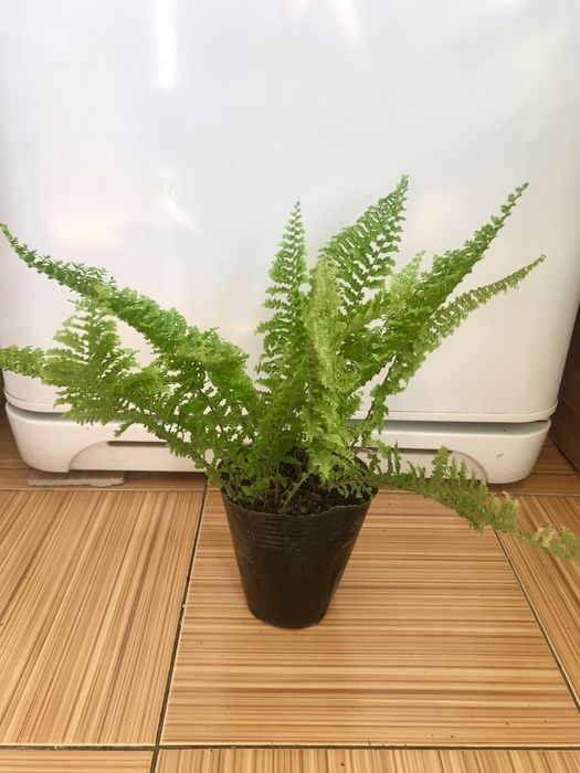 Комнатные цветы