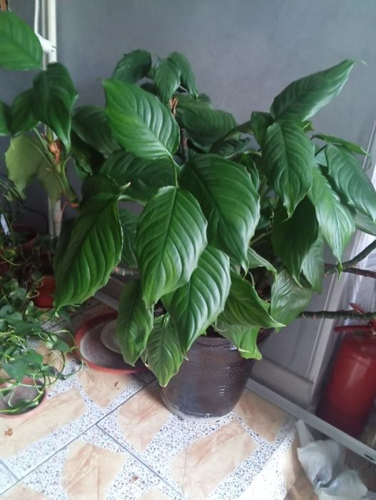 Продаются домашние и офисные цветы