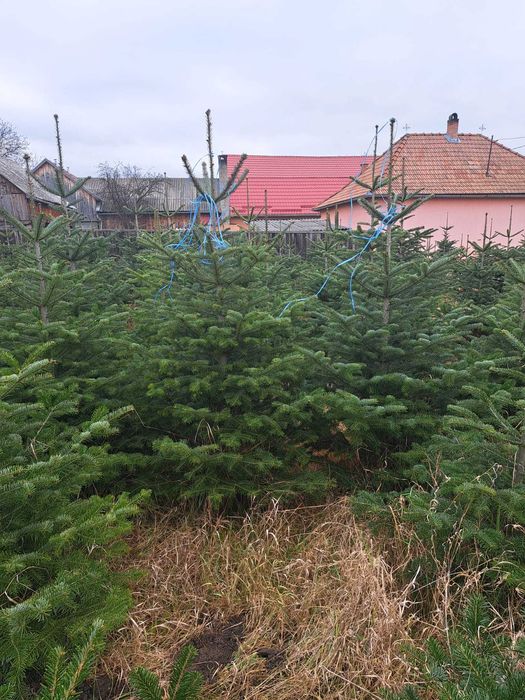 Vând Brazi argintii și verzi