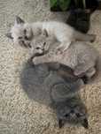 Pisica British Shorthair