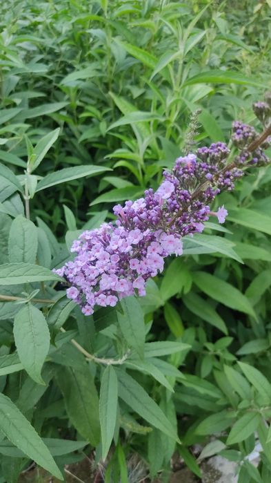 Будлейя Давида  3 л горшок кустарник садовая