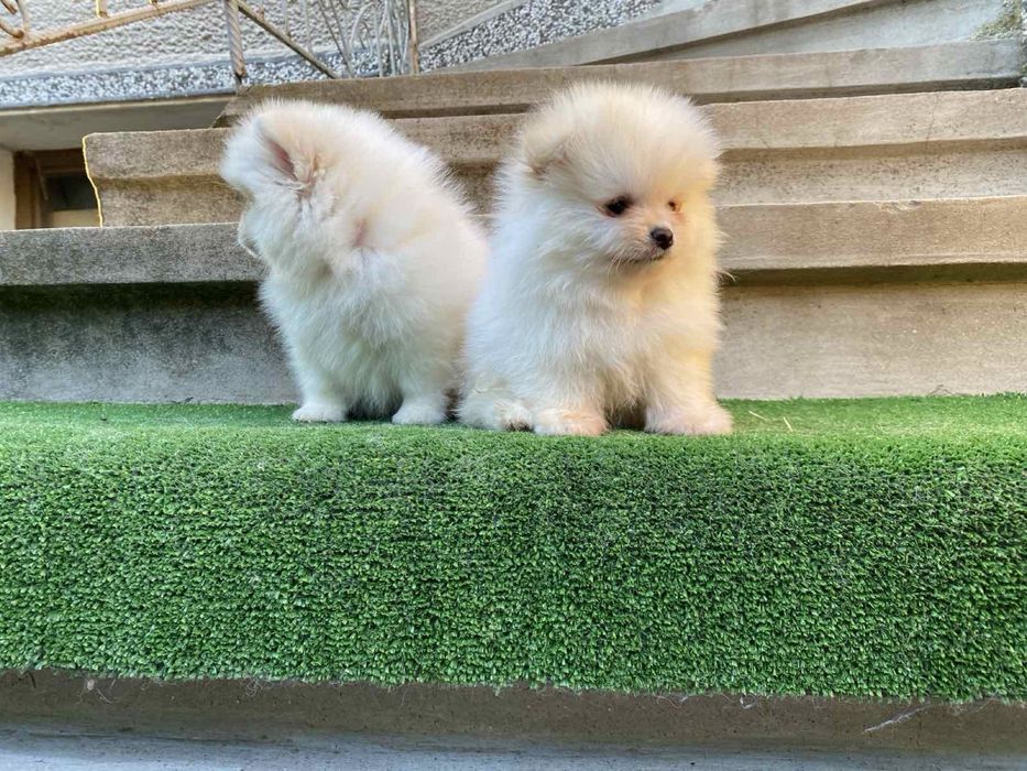 Померан померани