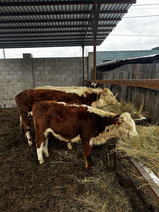 Продам белоголовые корову с теленком подсос.корова стельная