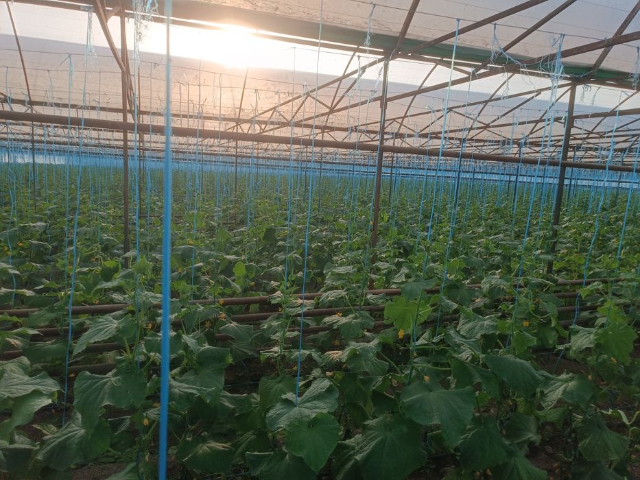 Issiqxona ijaraga beripadi kimga kerak bolsa kelishtirib beramiz