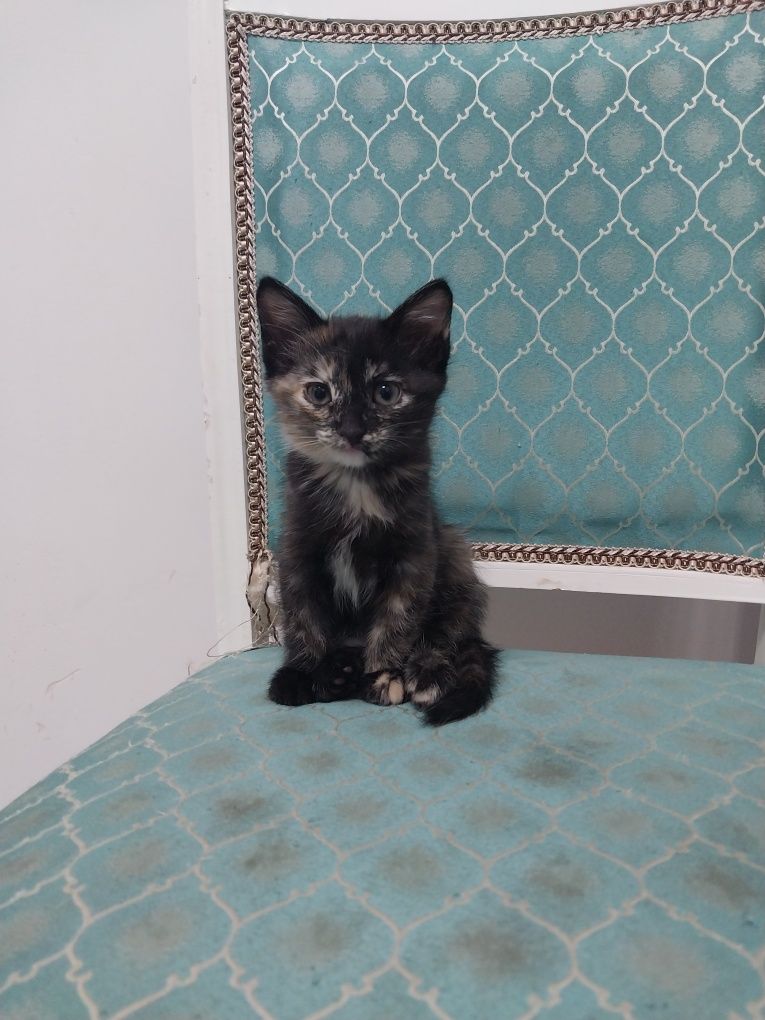 Котёнок висолухая девочка
