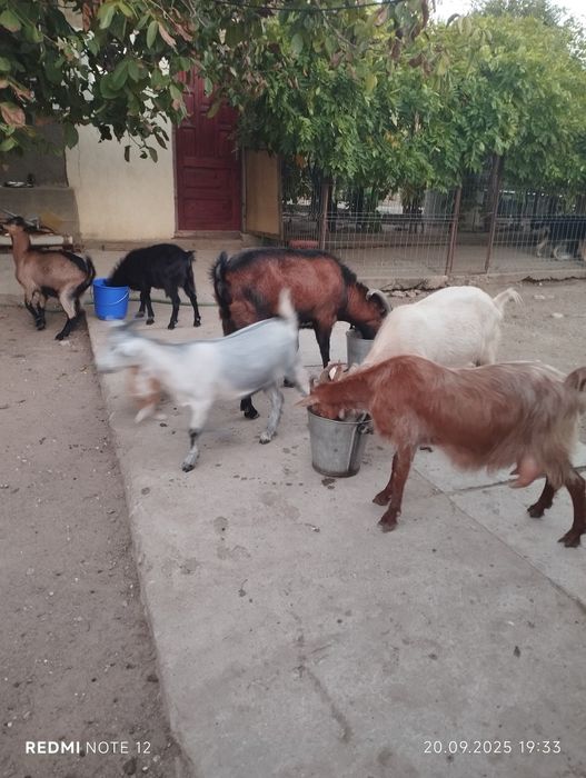 Tap metis alpin francez