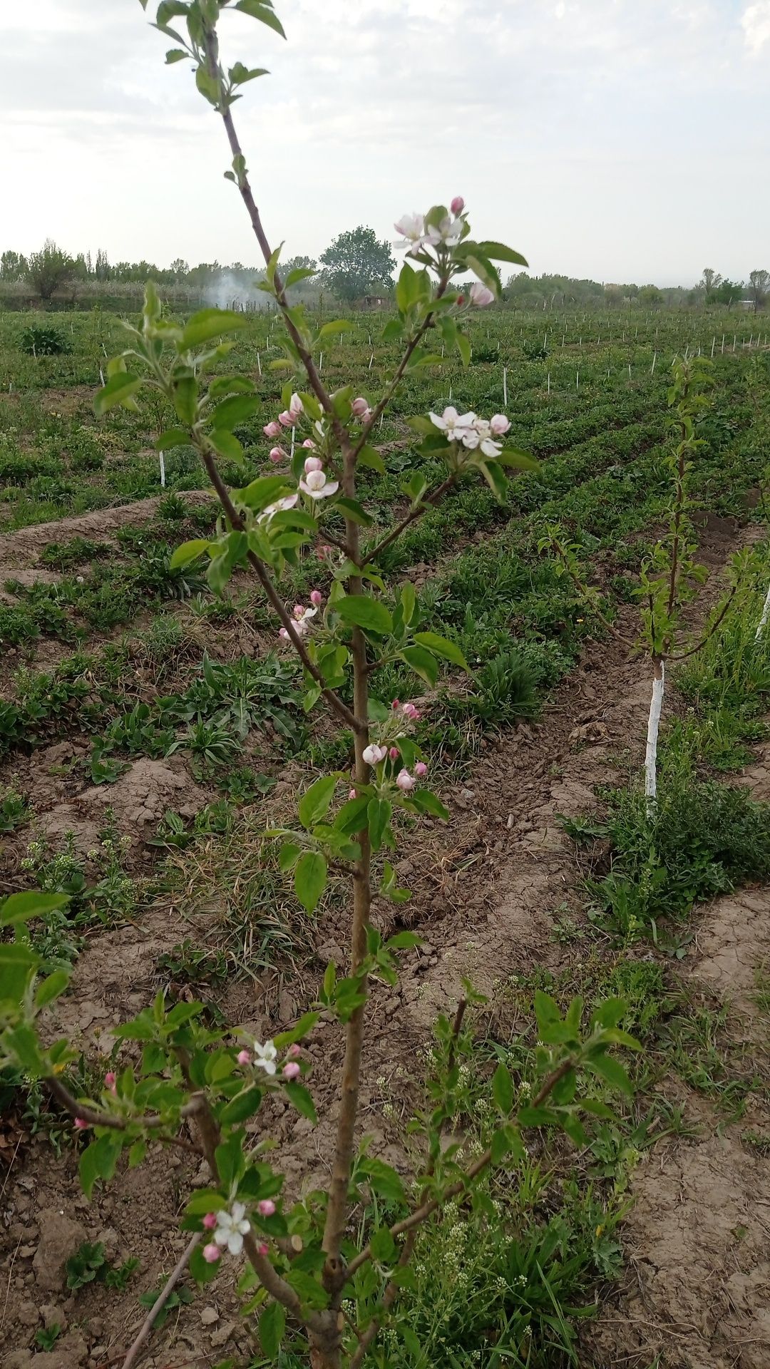 Молодой сад 1.5 кек