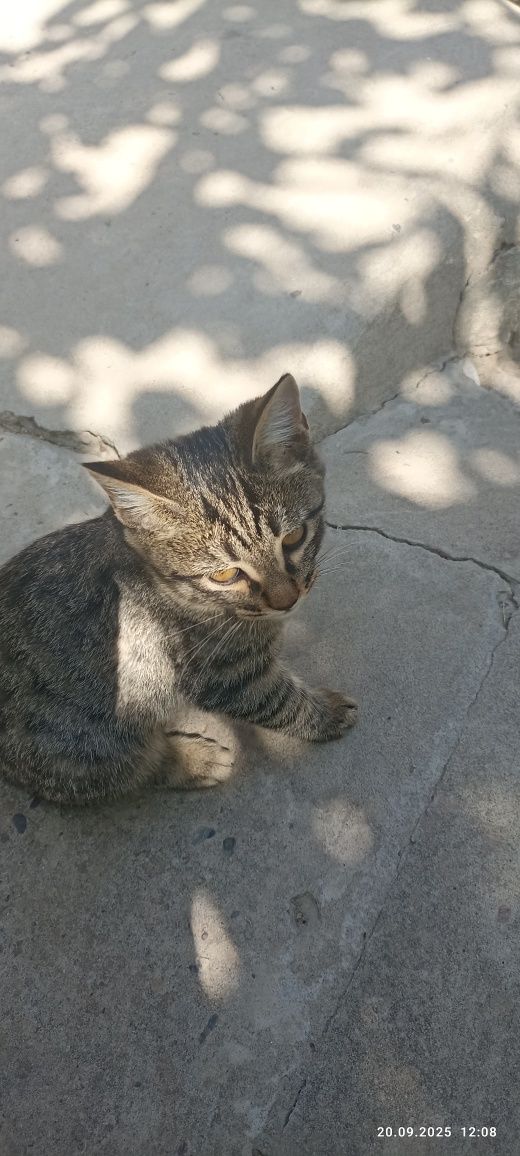 Отдам котят в добрые руки