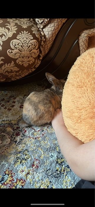 Отдам кролика в хорошие руки с клеткой