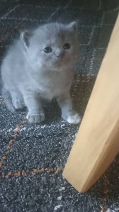Скотиш страйт и фулд
