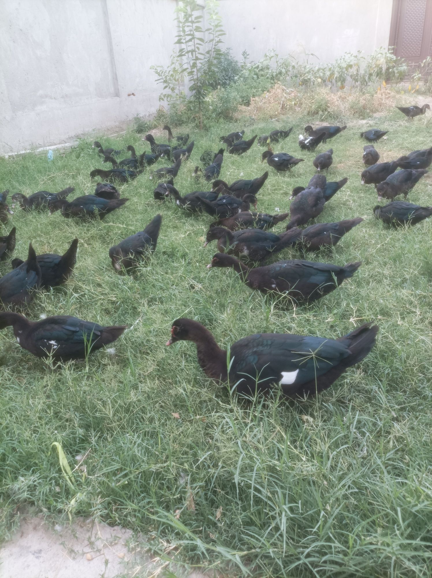Indautka Qora boshlar