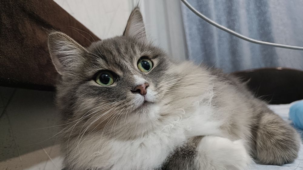 Отдадут девочку котенка