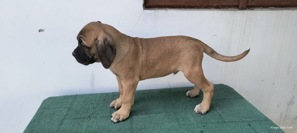 Mascul Cane Corso Italiano