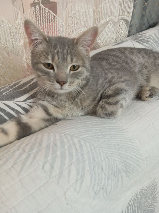 Hadyaga mehribon aqilli mushuk