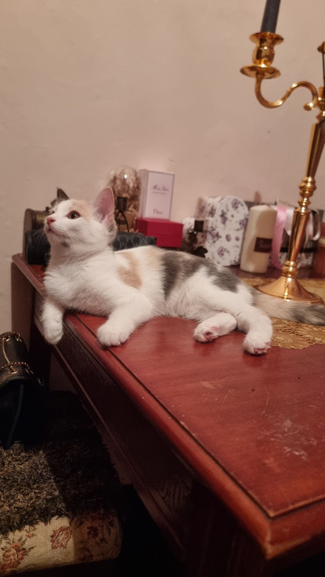 Домашние котята.