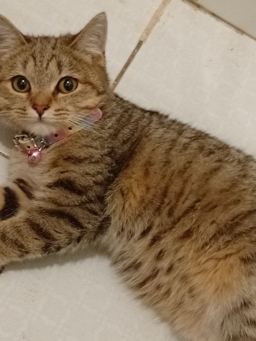 Отдам котенка бесплатно