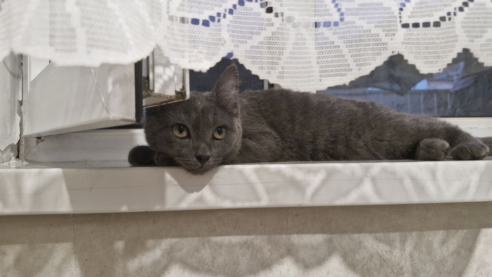 Котенок. Девочка.