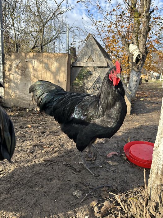 Cocosi Australorp, La Bresse, Araucana