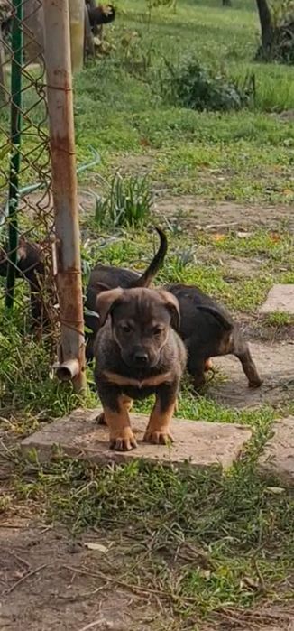 Подарявам Кученца , останаха ми 2 бр