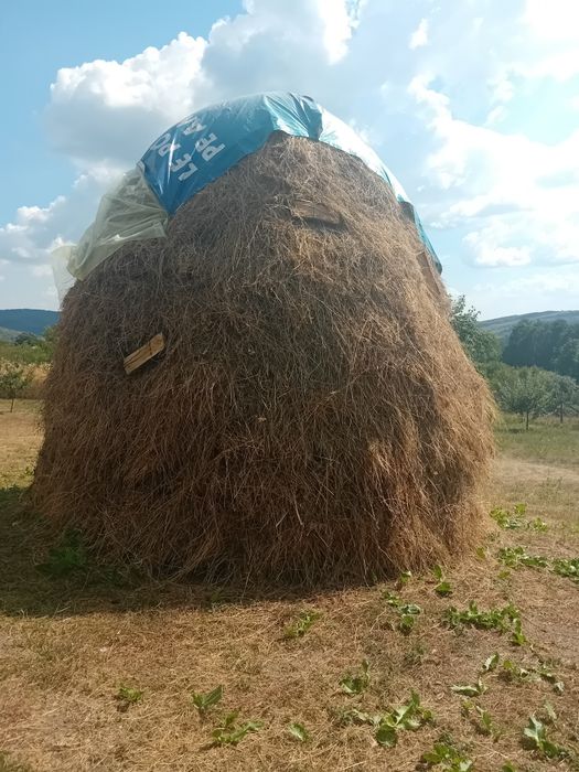 Vind fîn amestecat cu lucernă