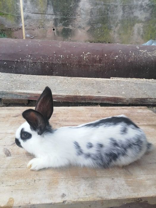 Продавам зайци!20-25лв.