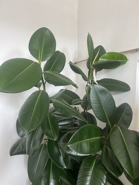 De vanzare Leandru, Ficus elastica