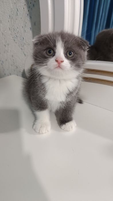 Продаётся котёнок скотиш фолд