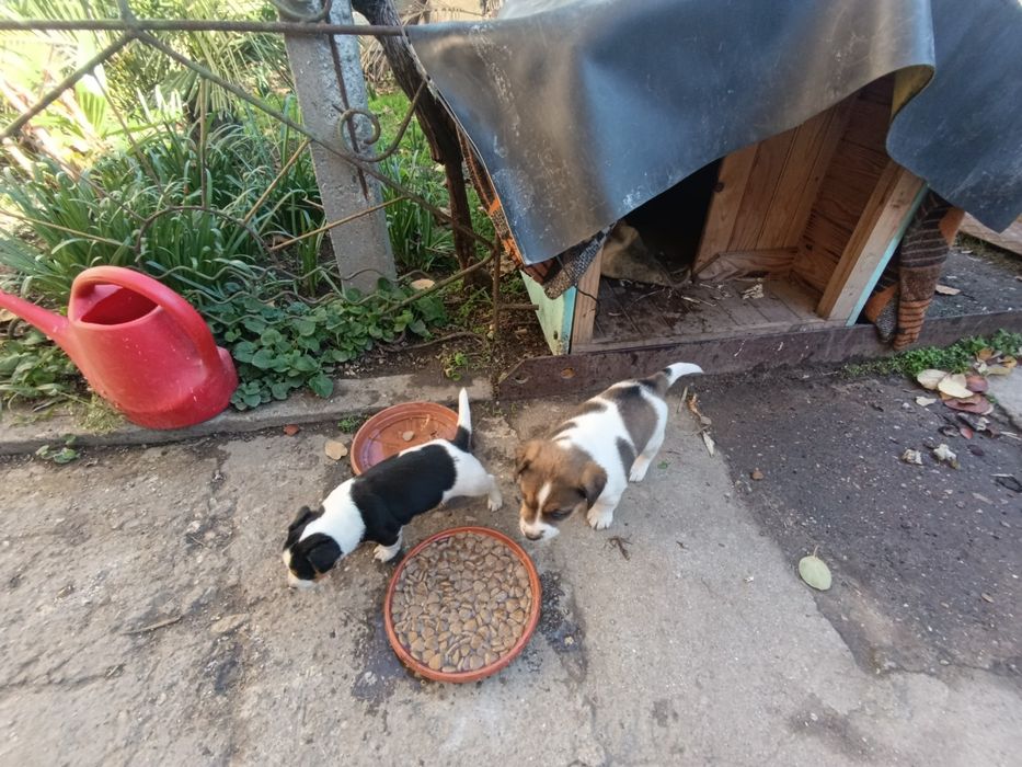 Кученца  Джак Ръсел родени 13.09.2025