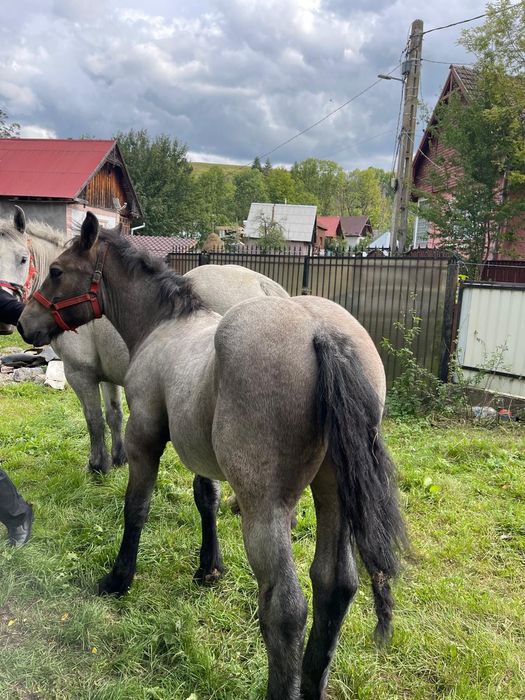 Vând mânz de 5 luni-800 euro. Mai multi detailii la numarul de telefon