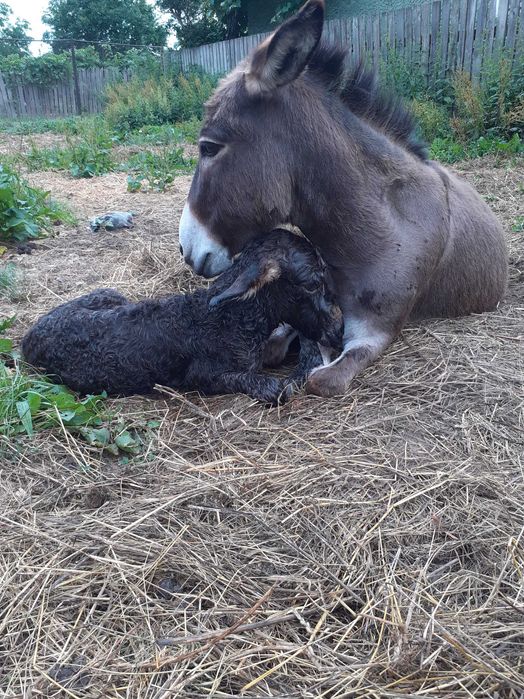 Magarite cu pui, pentru lapte