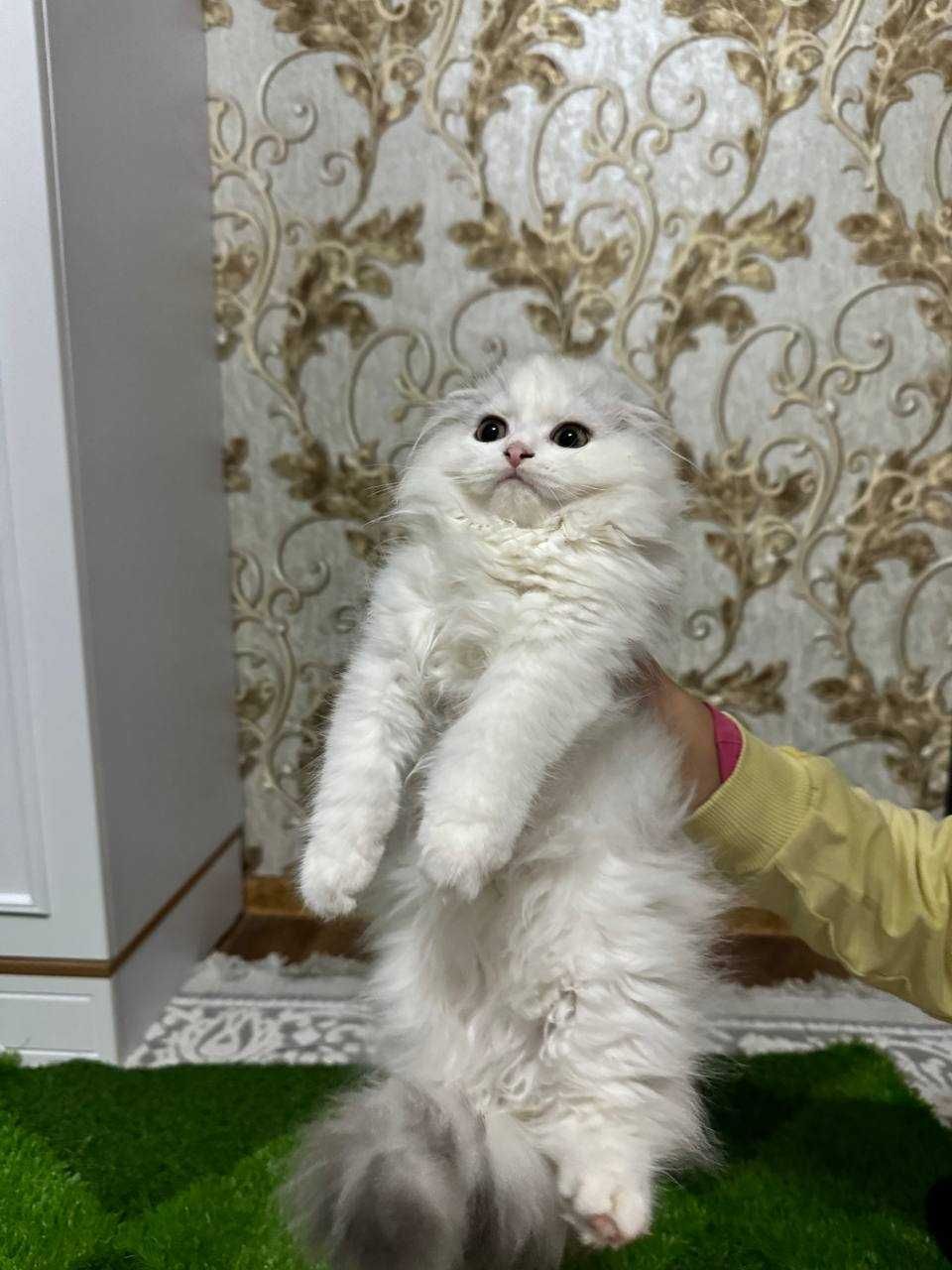 Продается котята